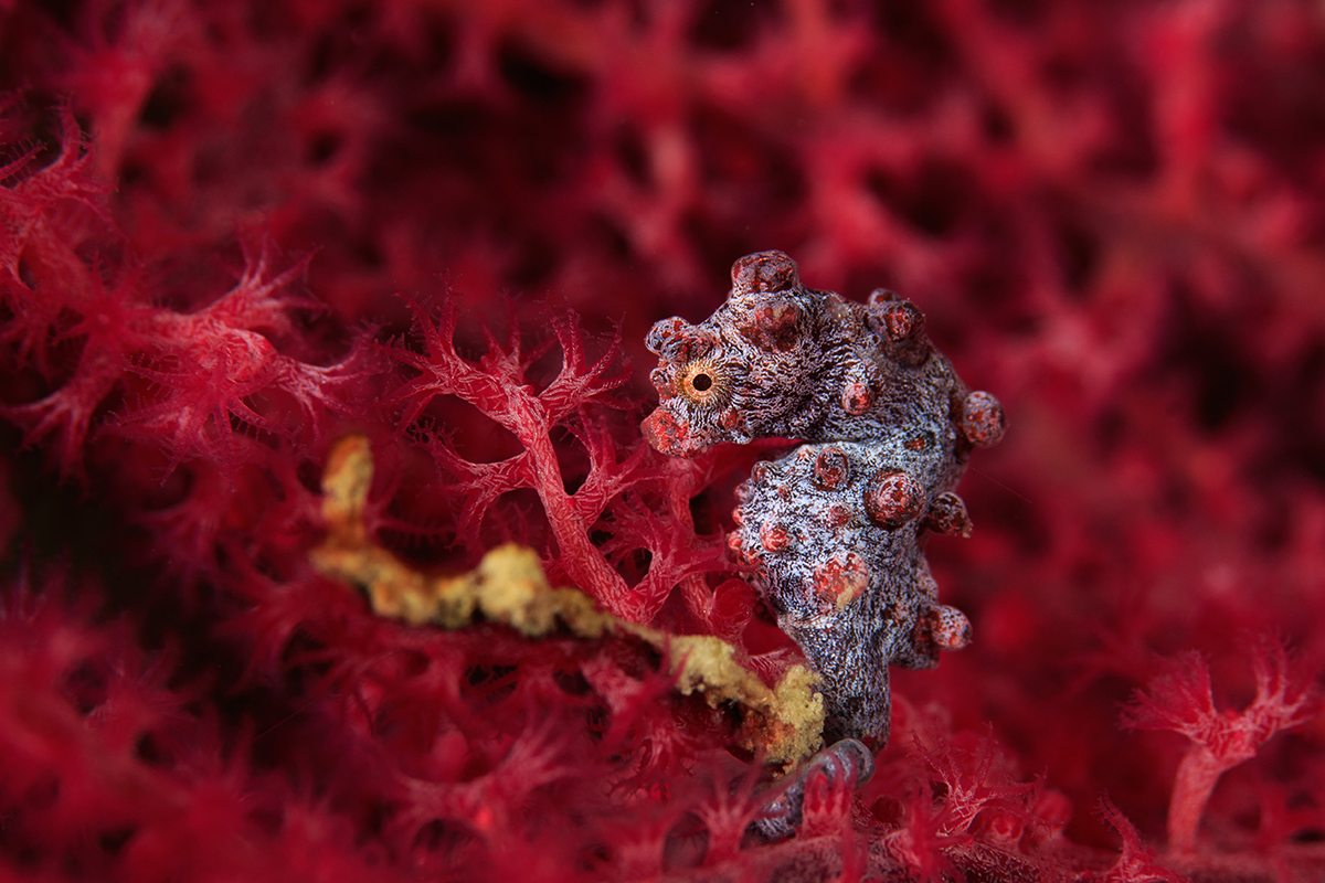Bargibanti pygmy seahorse in Indoesia