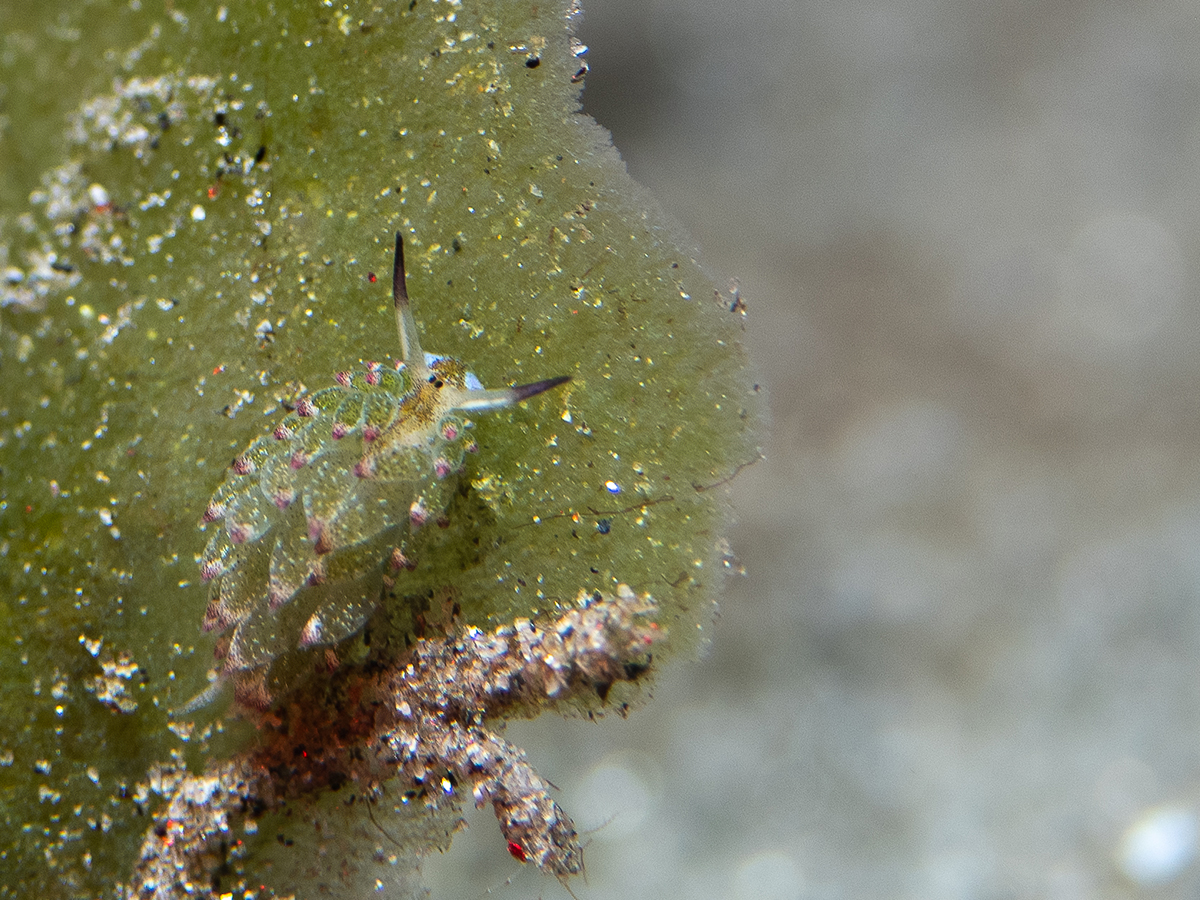 Shawn the sheep nudibranch in Cenderawasih Bay, Indonesia. Image by Jo Charter