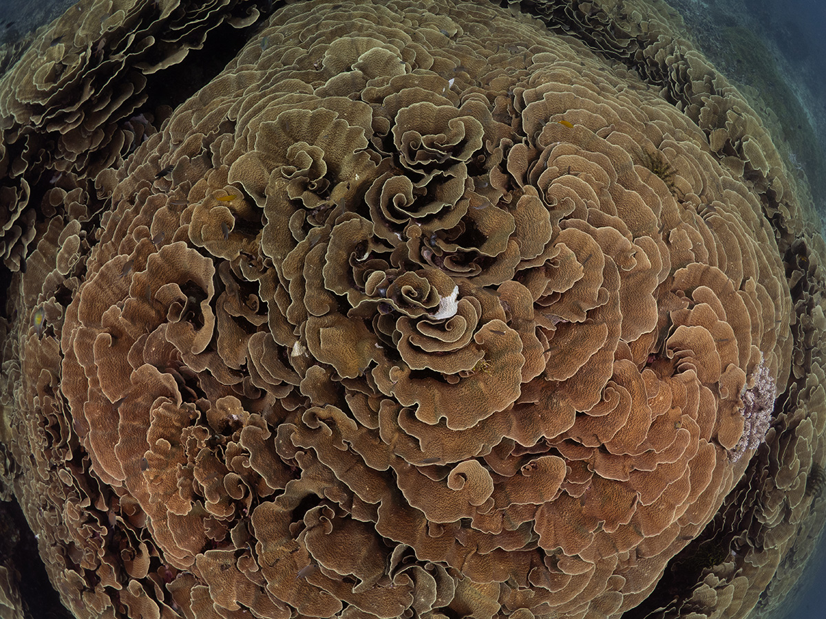 Cabbage patch at Pillbox wreck in Cenderawasih Bay, Indonesia. Image by Jo Charter