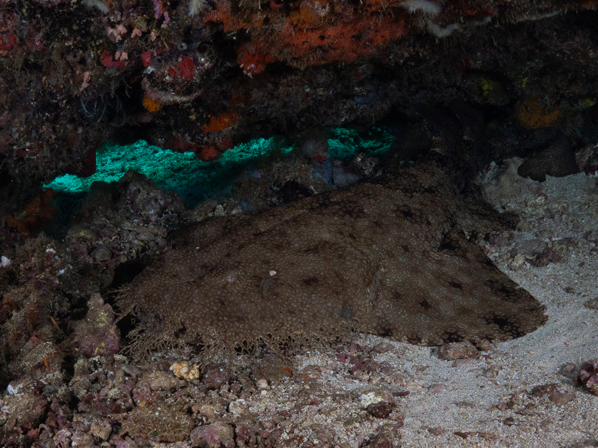 Wobbegong shark in Cenderawasih Bay, Indonesia. Image by Jo Charter