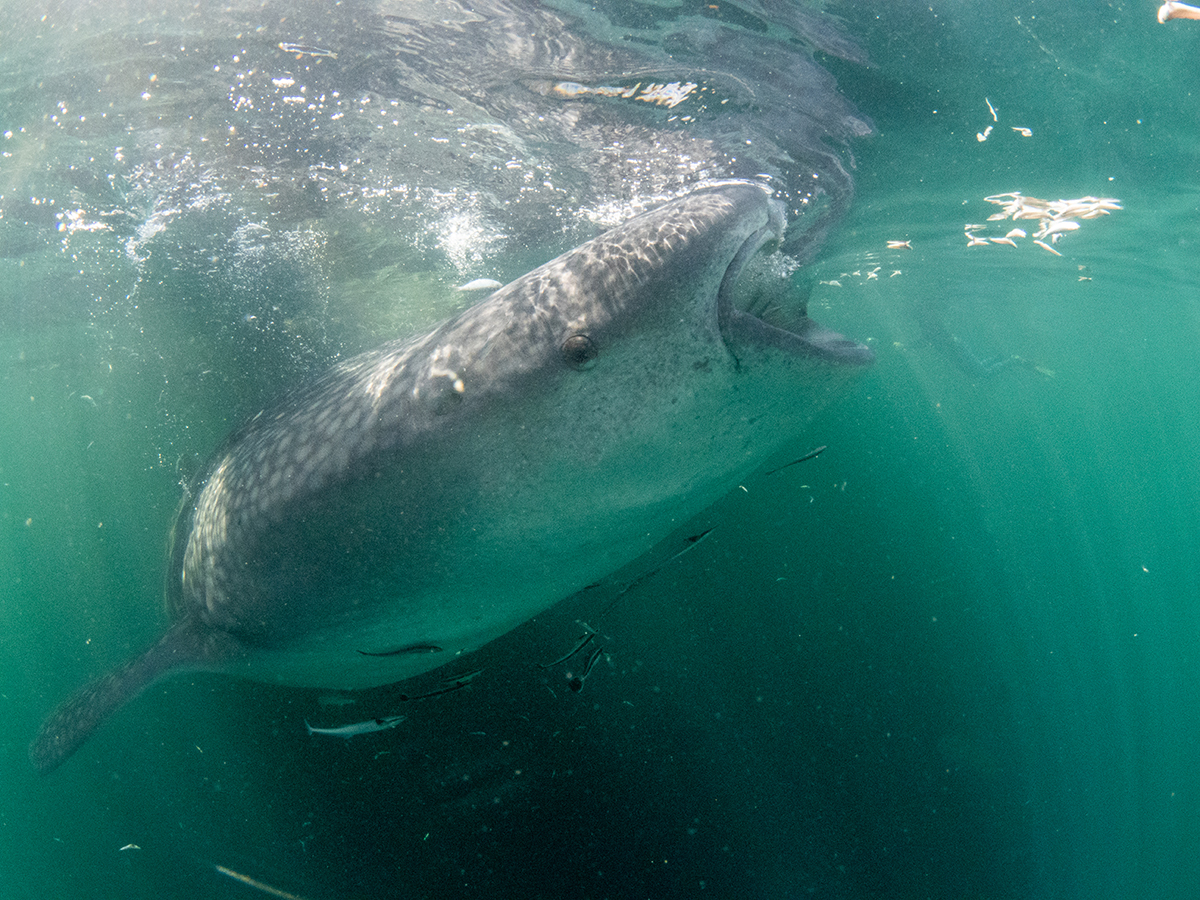 Whale shark in Cenderawasih Bay, Indonesia. Image by Jo Charter