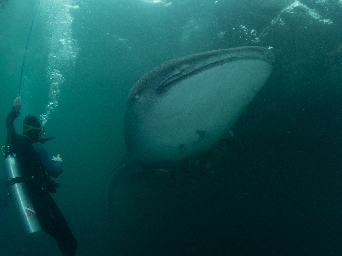 Whale shark in Cenderawasih Bay, Indonesia. Image by Jo Charter