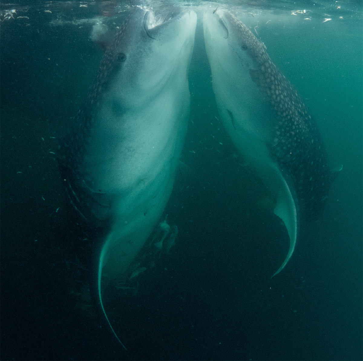 Whale shark in Cenderawasih Bay, Indonesia. Image by Jo Charter