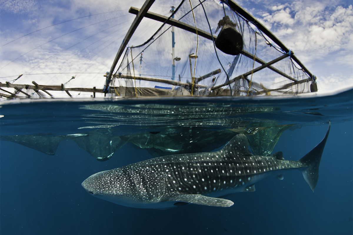 Whale shark in Cenderwasih Bay, Indonesia