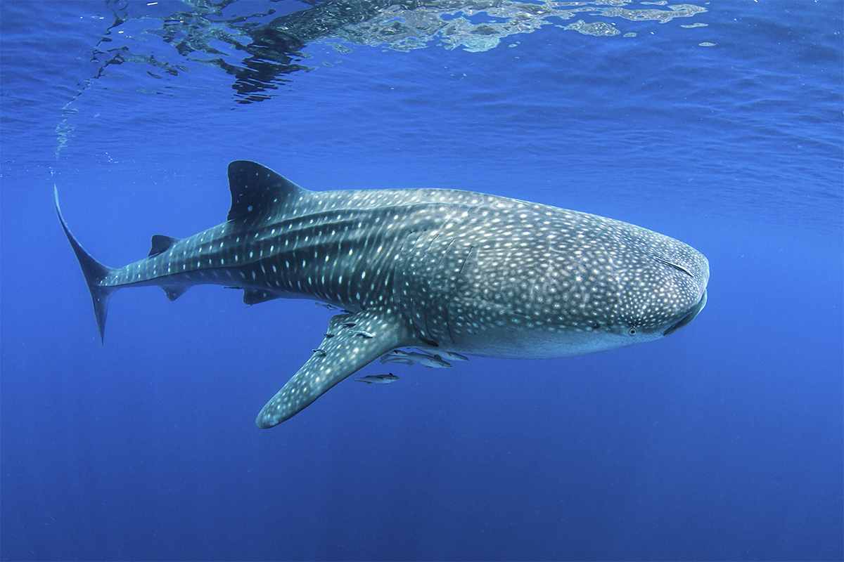 Whale shark in Cenderwasih Bay, Indonesia