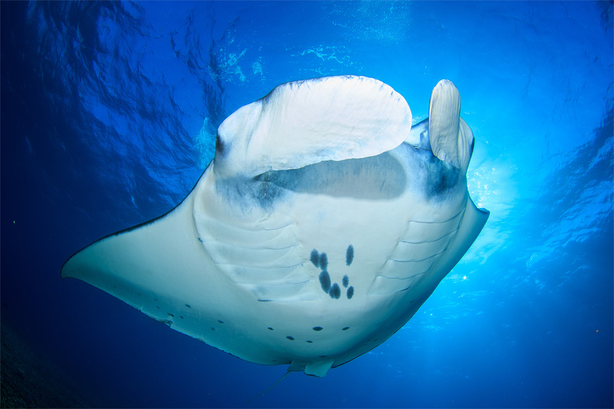 Manta ray in Flores, Indonesia