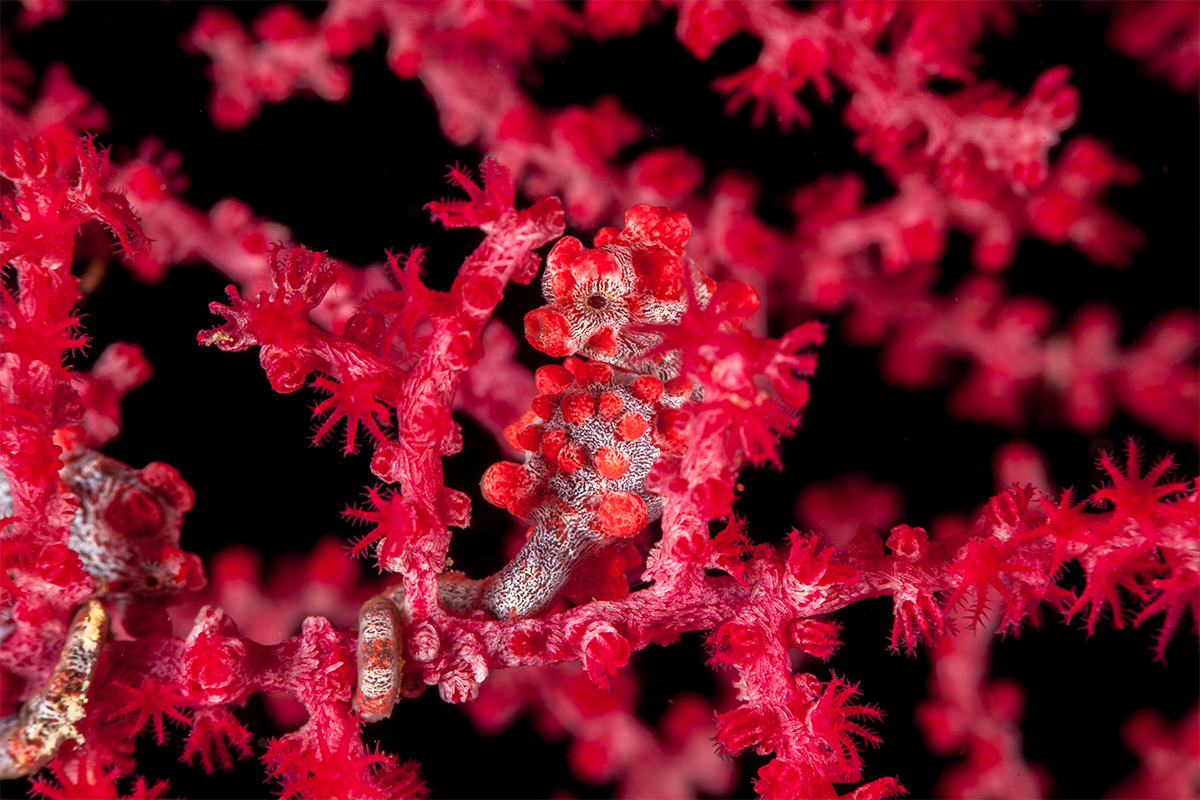 Pygmy seahorse in Lembeh Strait, Indonesia