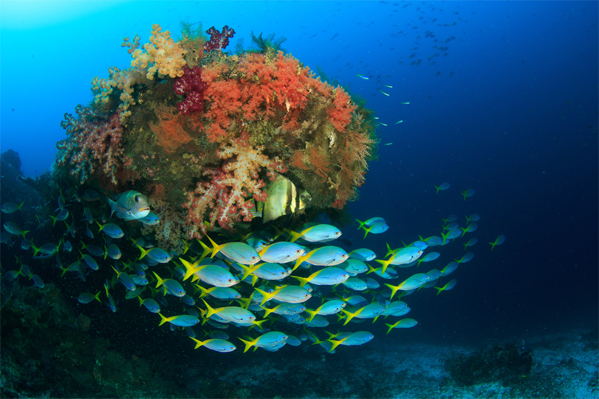 Coral reef in Raja Ampat, Indonesia