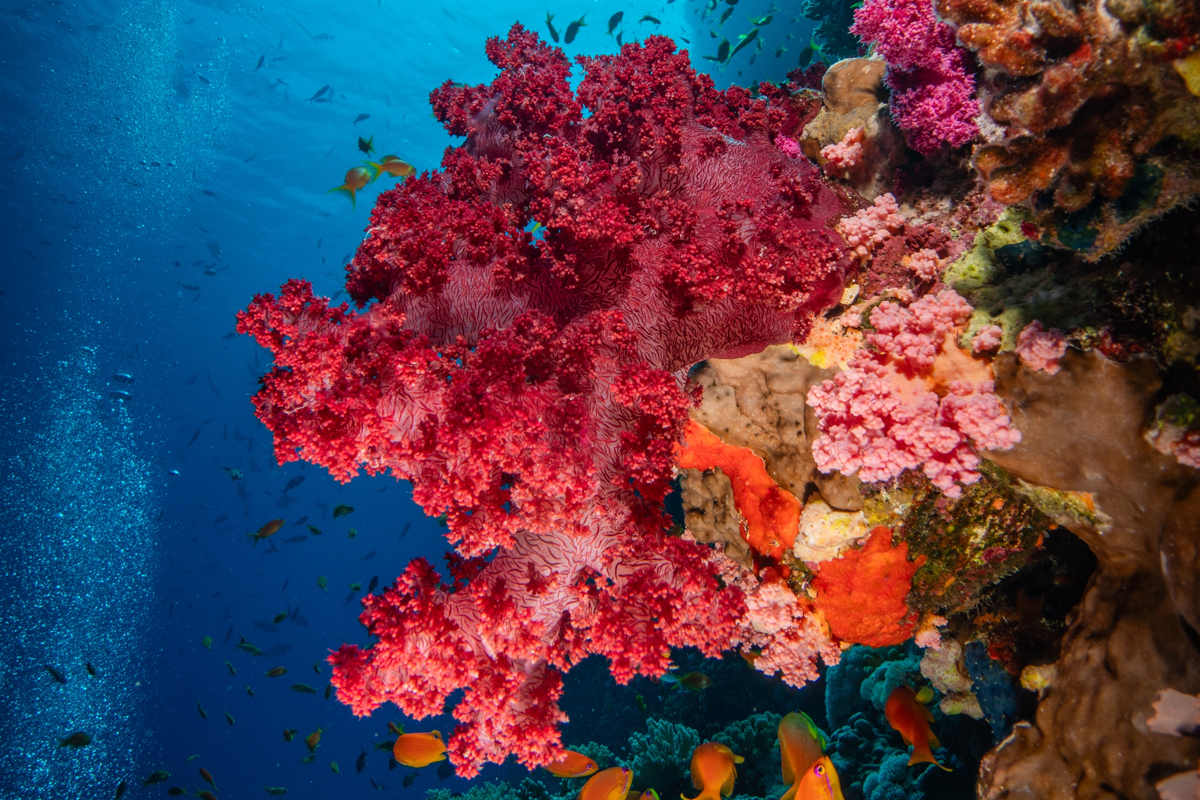 Coral reef in Raja Ampat, Indonesia