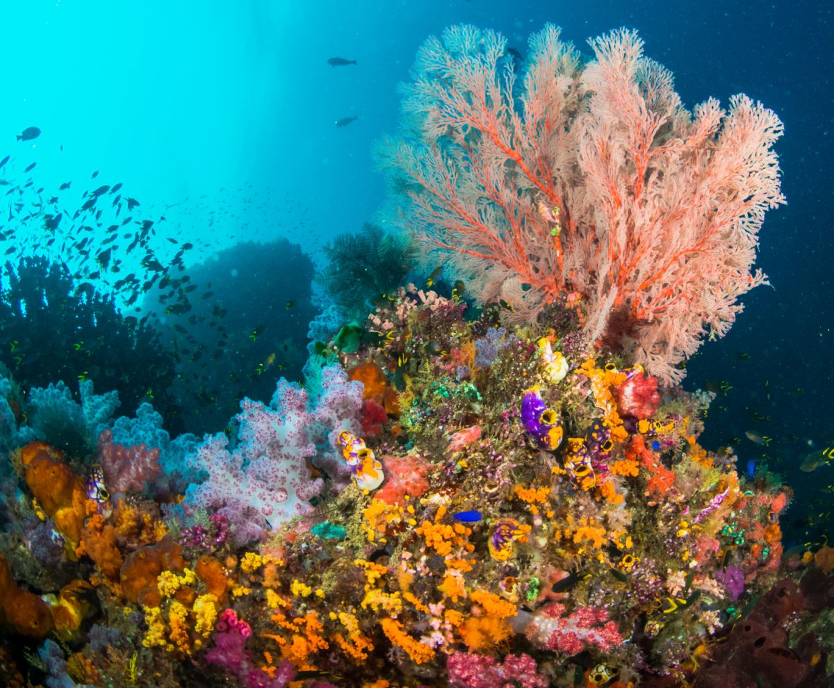 Coral fan in Raja Ampat, Indonesia