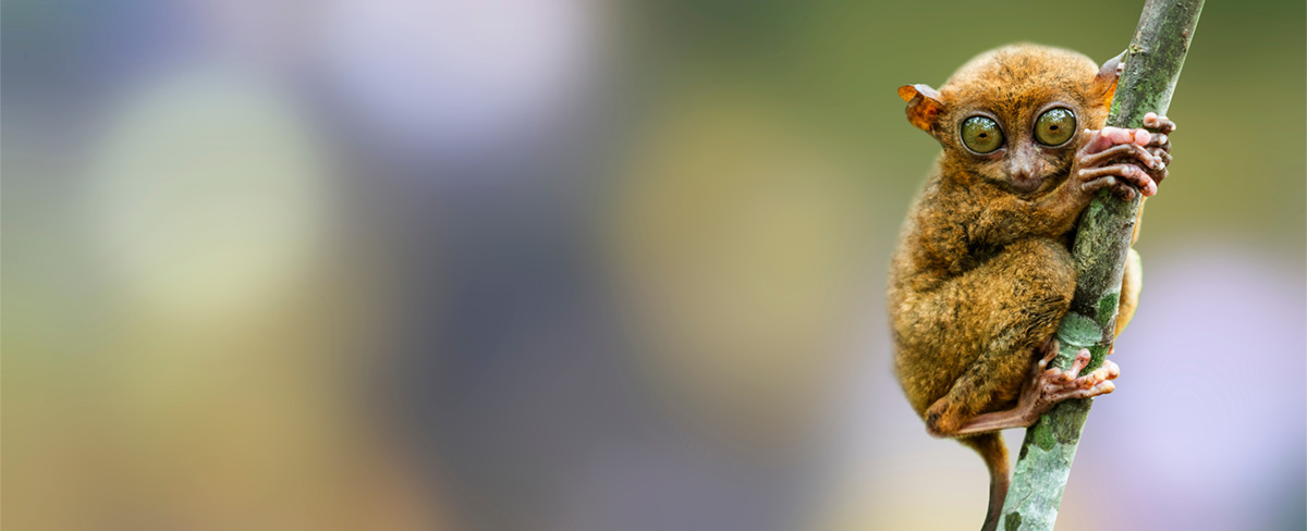 Tarsier in Bohol, the Philippines