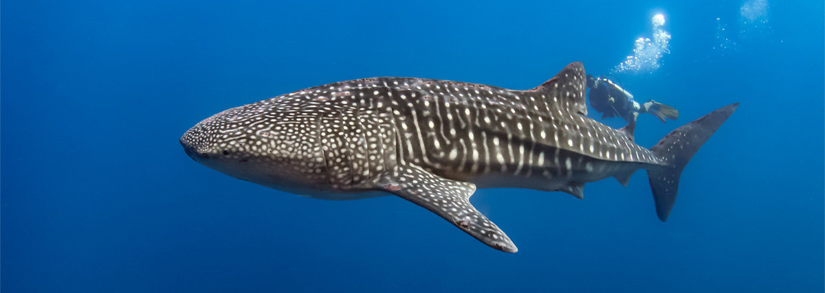 Whale shark in Bohol, the Philippines