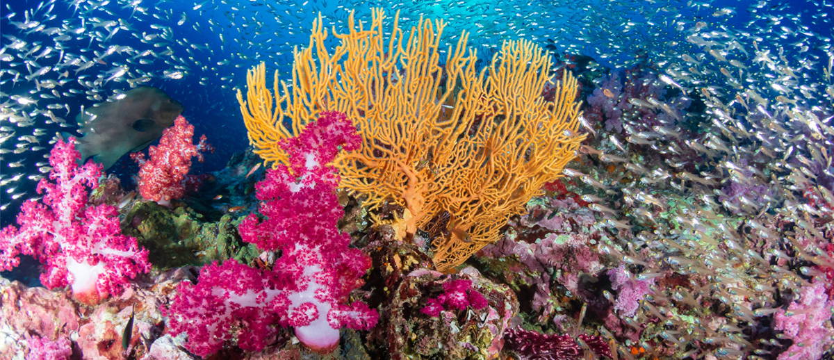 Coral reef in the Philippines