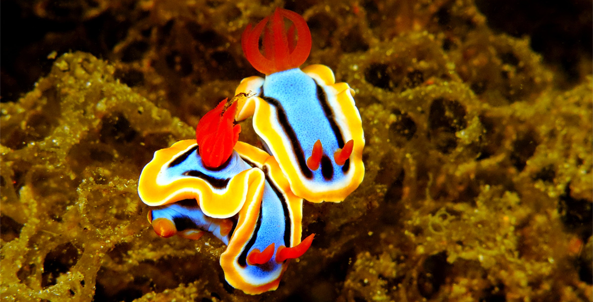 Nudibranch in Dumaguete, the Philippines