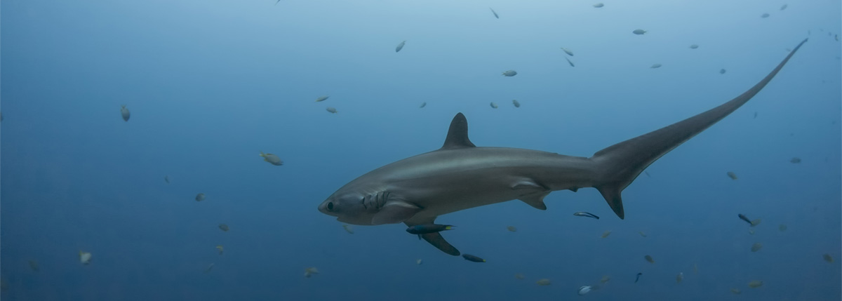 Thresher shark in Malapascua, the Philippines