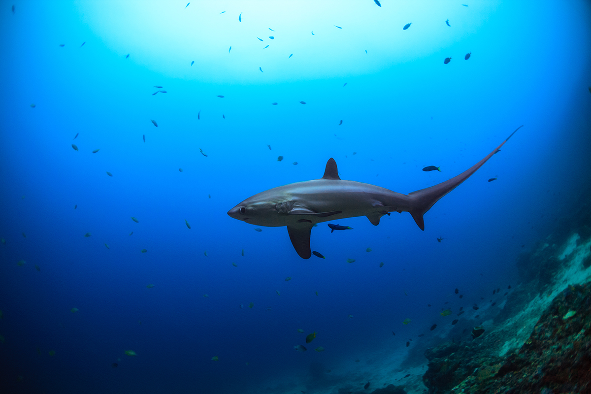 Thresher shark in Malapascua, the Philippines