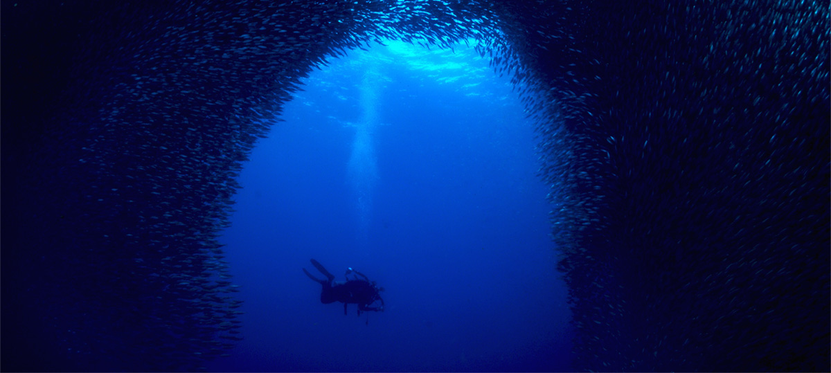 Sardine baitball in Moalboal, the Philippines