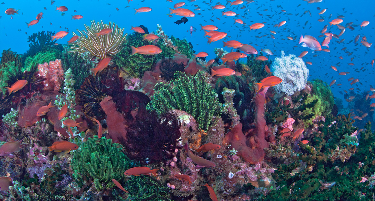 Coral reef in Puerto Galera, the Philippines