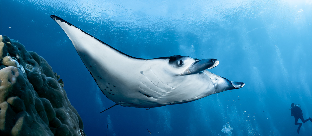 Manta ray in Tubbataha, the Philippines