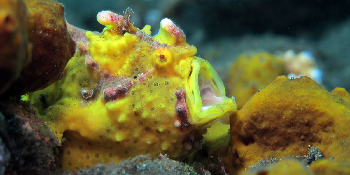 Warty frogfish in the Philippines