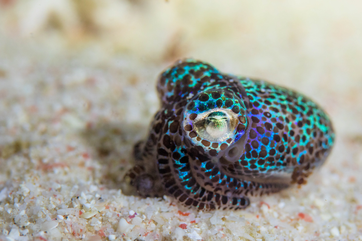Bobtail squid in Bali