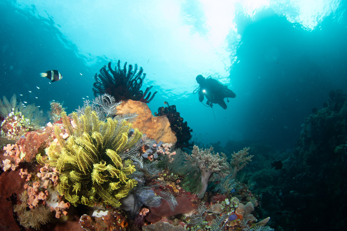 Coral reef in Bangka, Indonesia