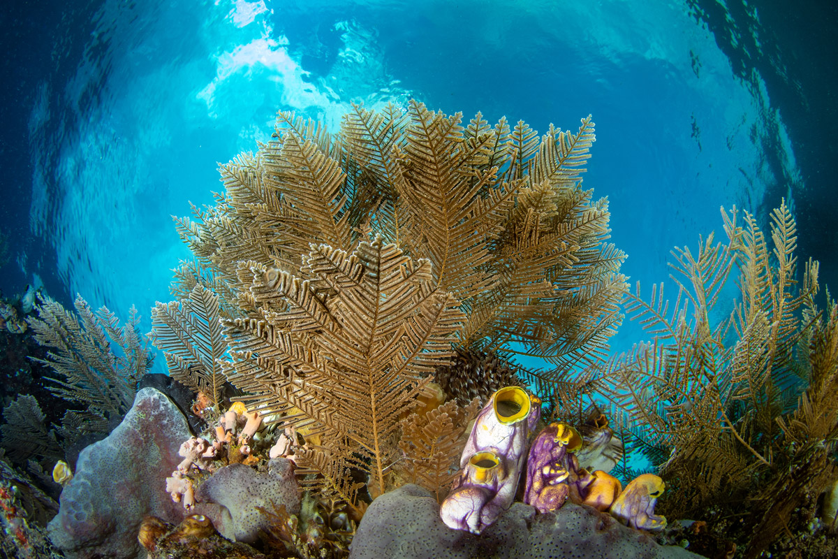 Coral reef in Bangka, Indonesia. Image by Saeed Rashid