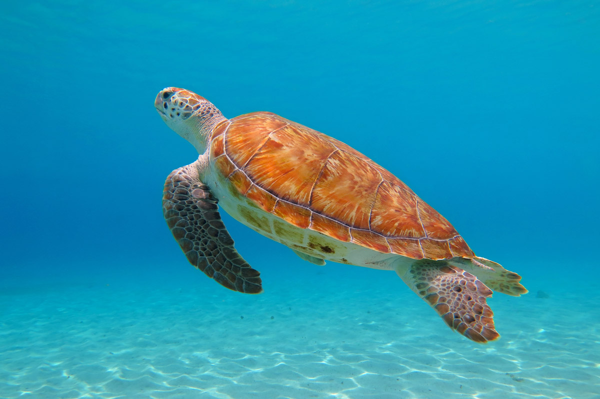 Green sea turtle in Indonesia