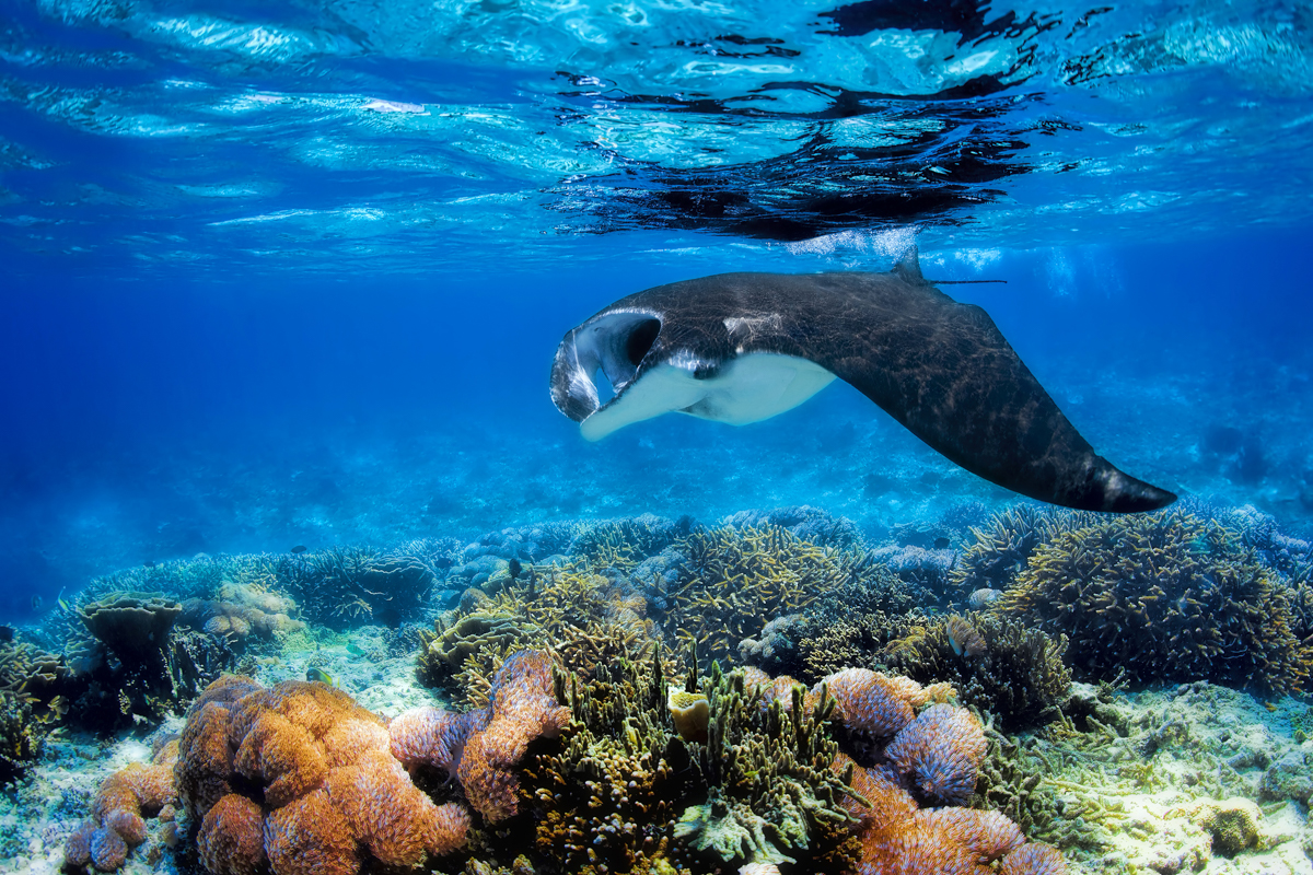 Manta ray in Komodo National Park, Indonesia