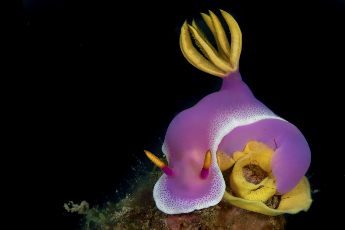 Nudibranch in Indonesia