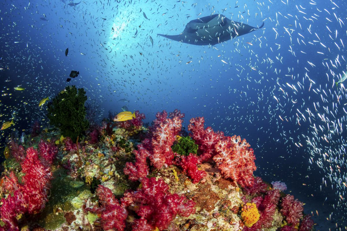 Manta ray in Komodo National Park, Indonesia