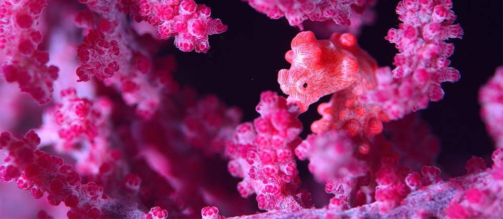 Pygmy seahorse in Indonesia