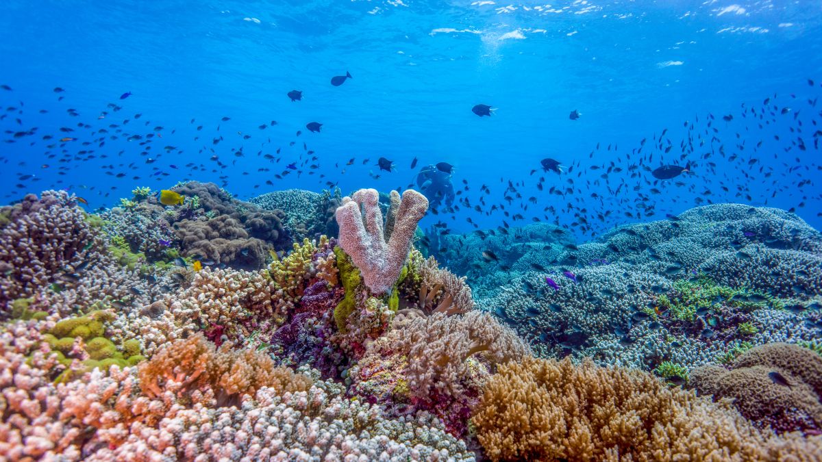 Coral reef in the Philippines