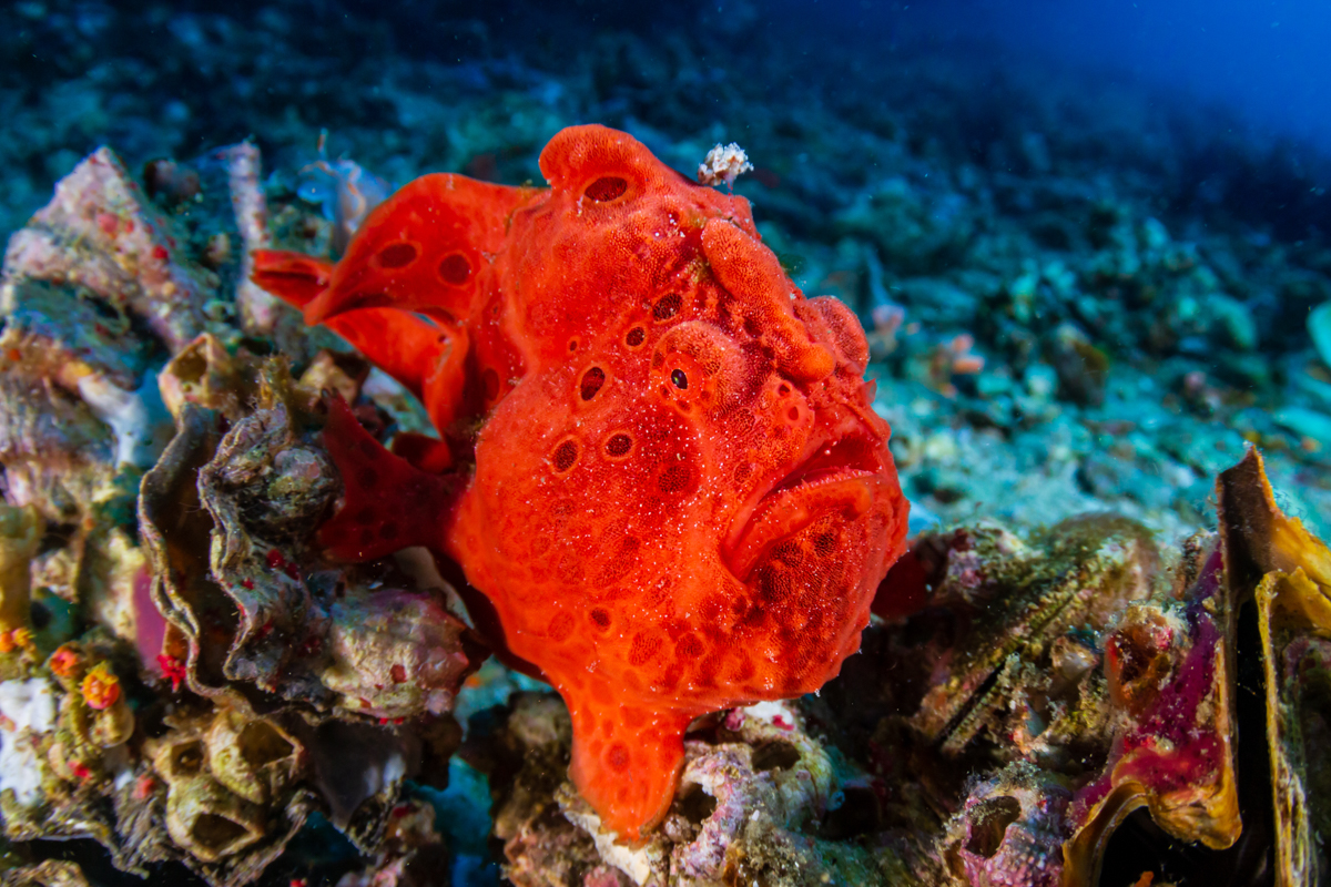 Frogfish in the Philippines