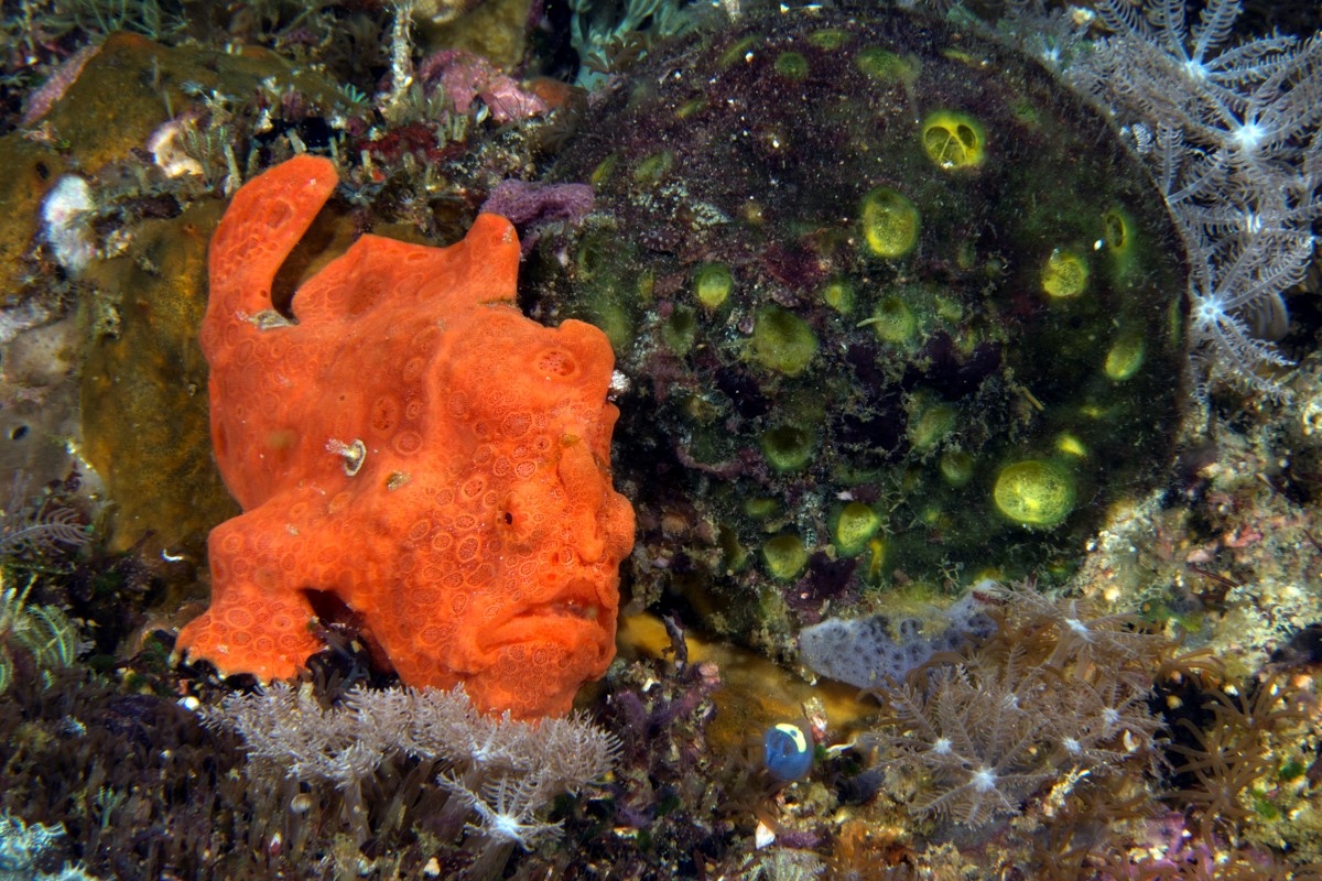 Frogfish in Malapascua, the Philippines. Image by Simon Rogerson