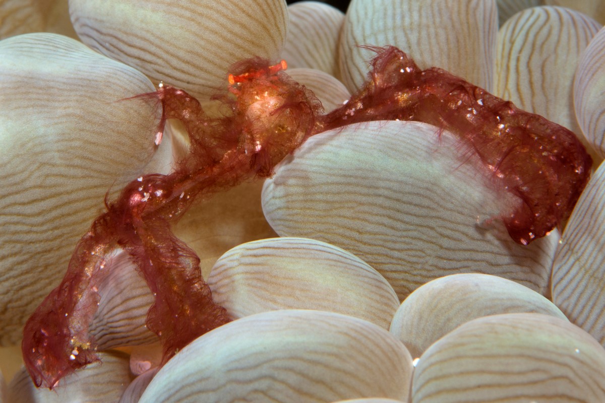 Orangutan crab in Malapascua, the Philippines. Image by Simon Rogerson