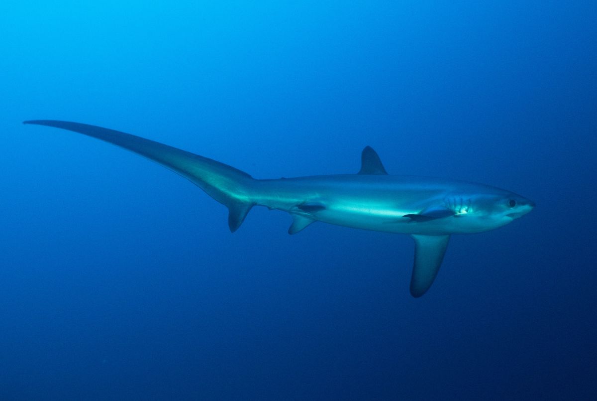 Thresher shark in the Philippines