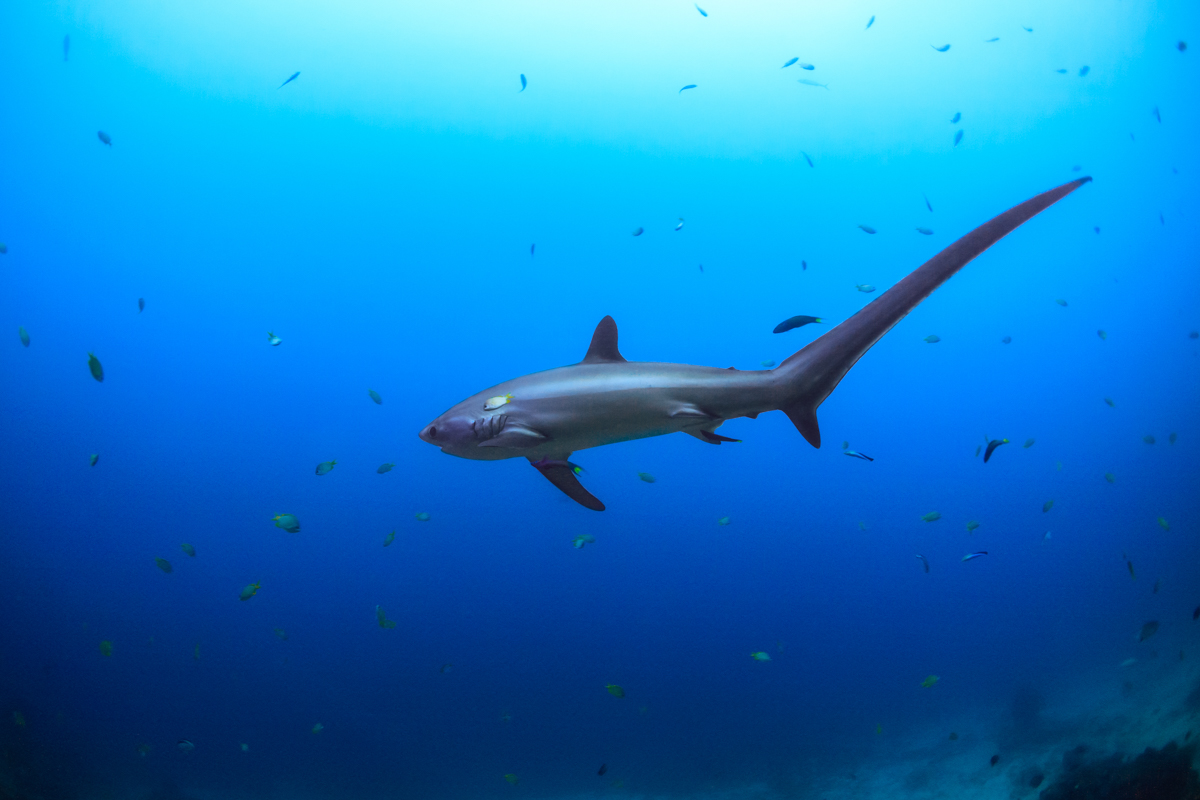 Thresher shark in Malapascua, the Philippines