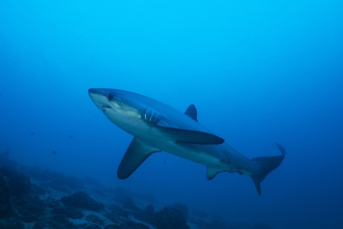 Thresher shark in Malapascua, the Philippines. Image by Simon Rogerson