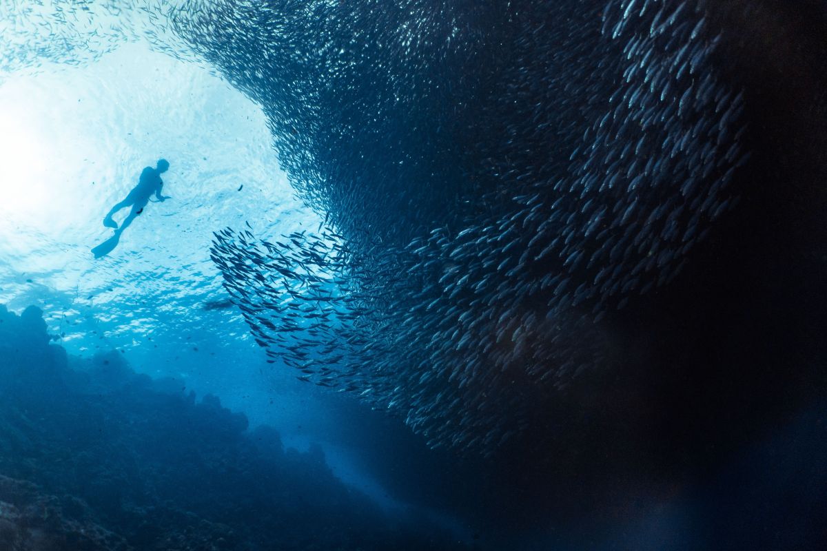 Sardine baitball in Moalboal, the Philippines