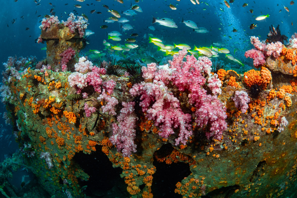 King Cruiser wreck in Thailand