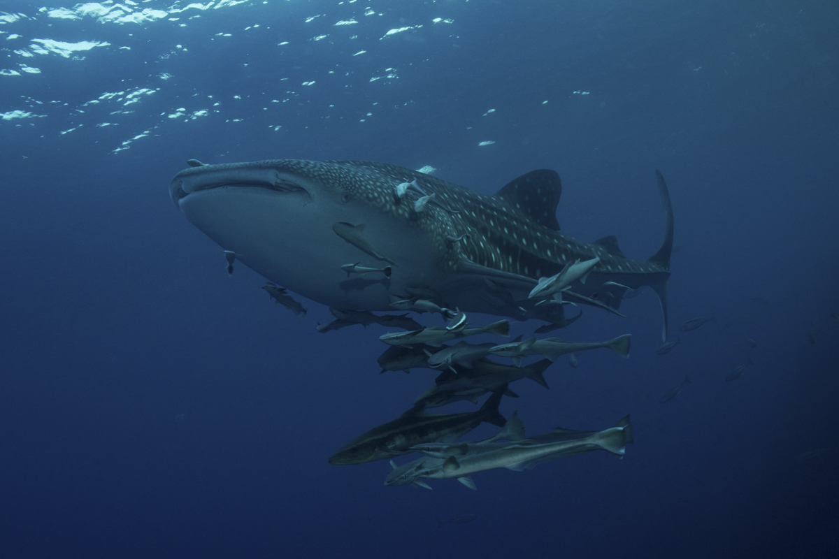 Whale shark in Richelieu Rock, Thailand