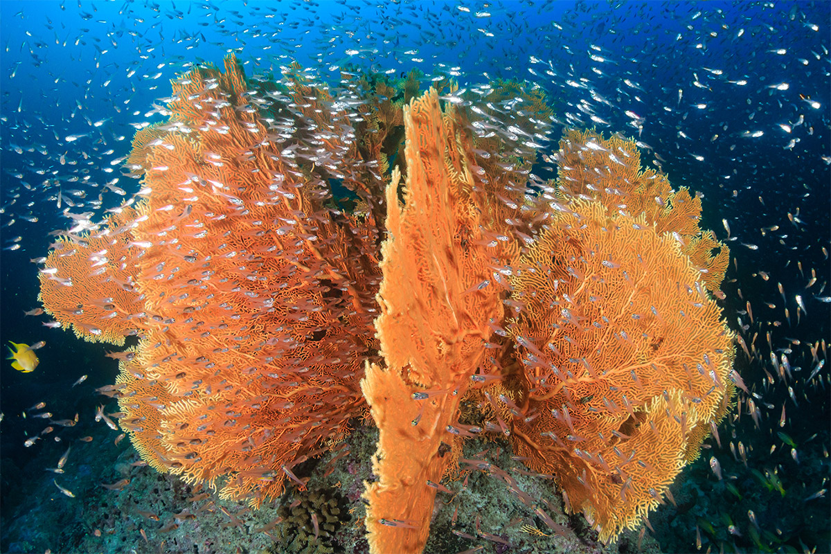 Coral reef in Similan Islands, Thailand