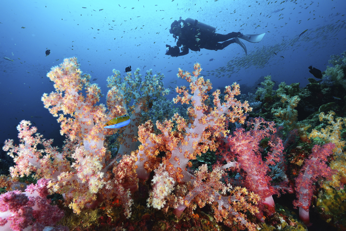 Coral reef and diver in the Similan Islands, Thailand