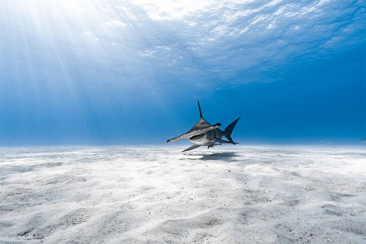Hammerhead shark in the Bahamas
