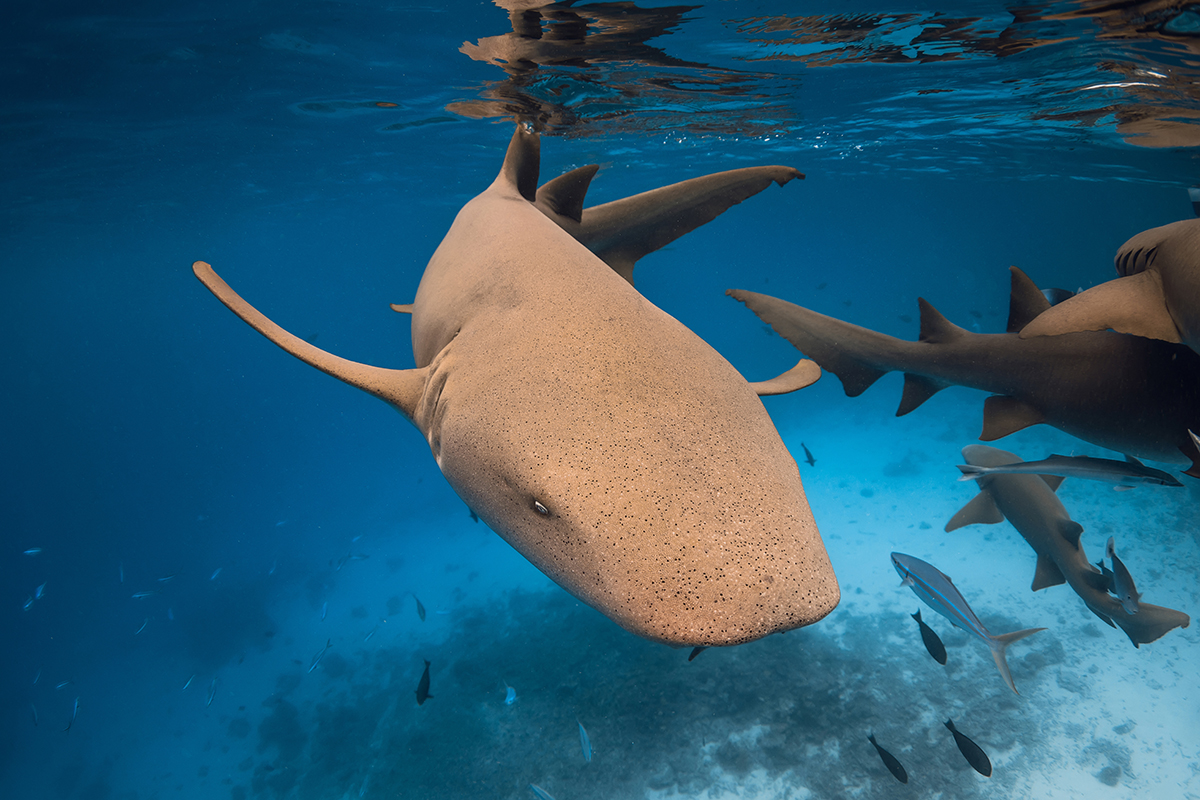 Nurse shark in the Bahamas