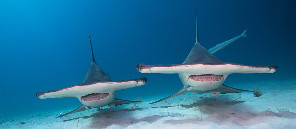 Great hammerhead sharks in the Bahamas