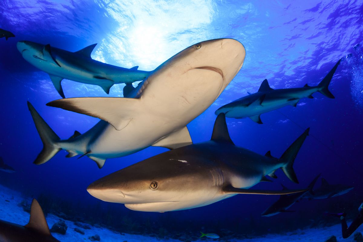 Caribbean reef sharks in Nassau, Bahamas