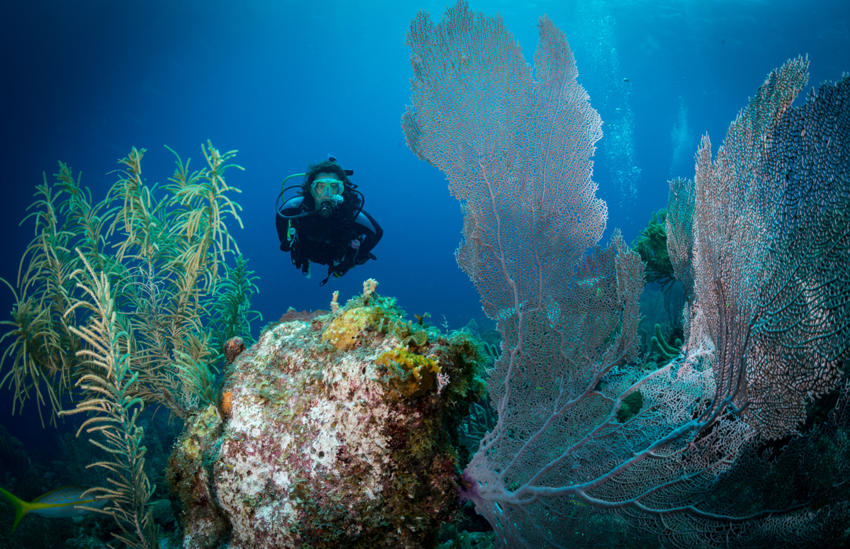 Female diver and gorgonian fan in Bonaire, the Caribbean