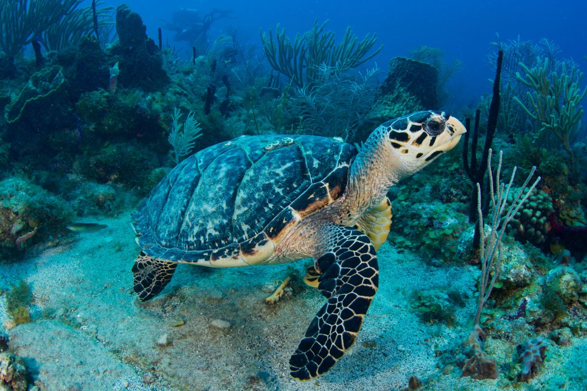 Turtle in St Eustatius, Caribbean